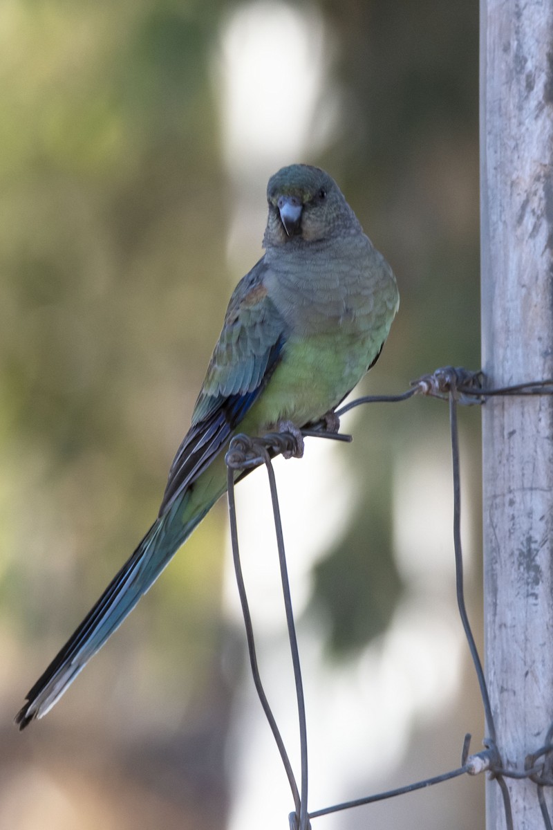 Mulga Parrot - ML352093801