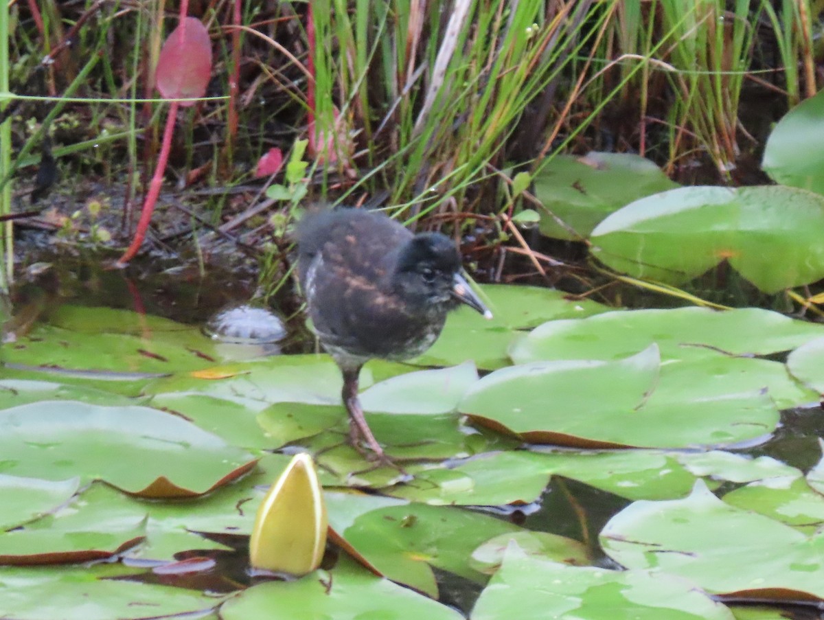 Virginia Rail - ML352093991