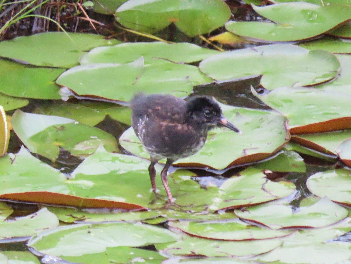 Virginia Rail - ML352094061