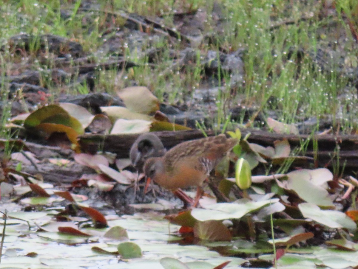 Virginia Rail - Barbara Mansell