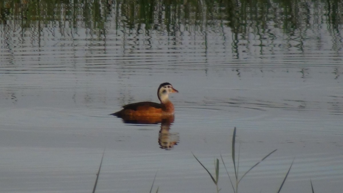 African Pygmy-Goose - Christopher Rustay