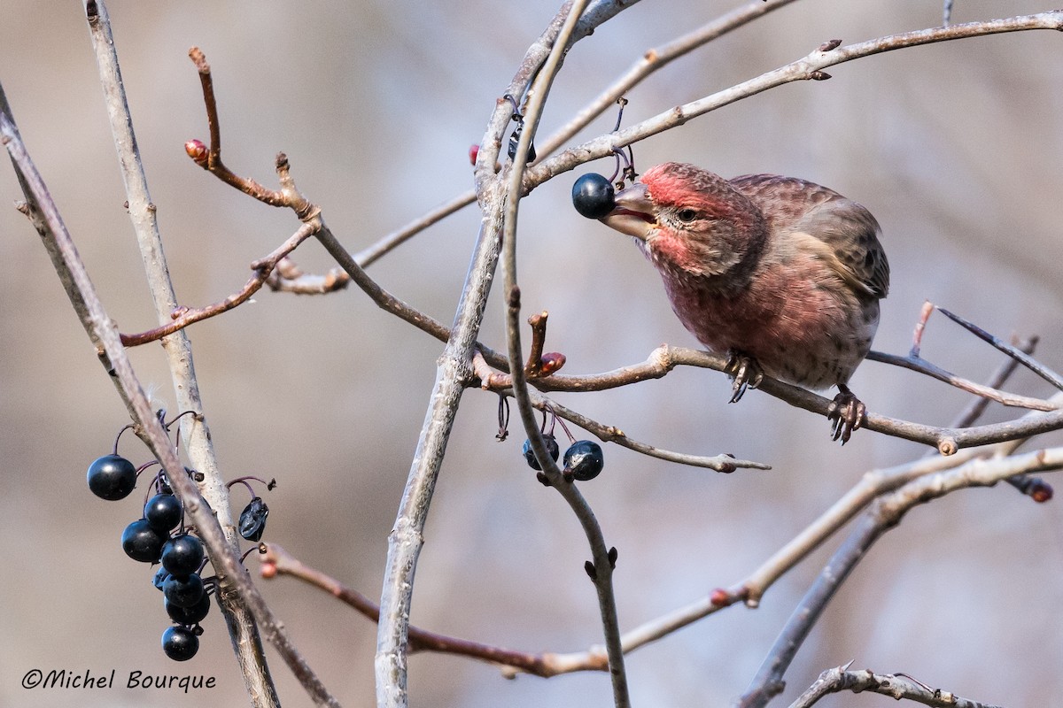 House Finch - ML352095711