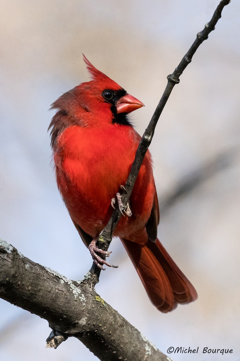 Northern Cardinal - ML352095771