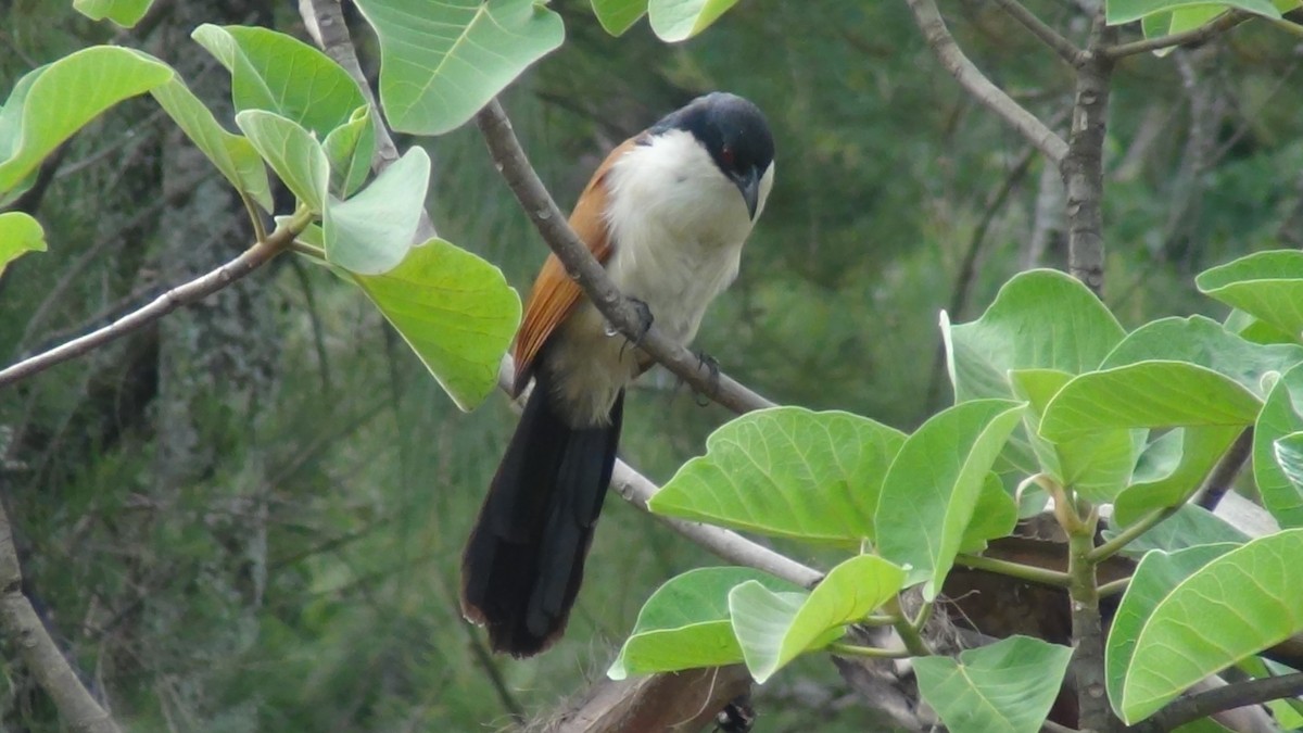 Blue-headed Coucal - Christopher Rustay