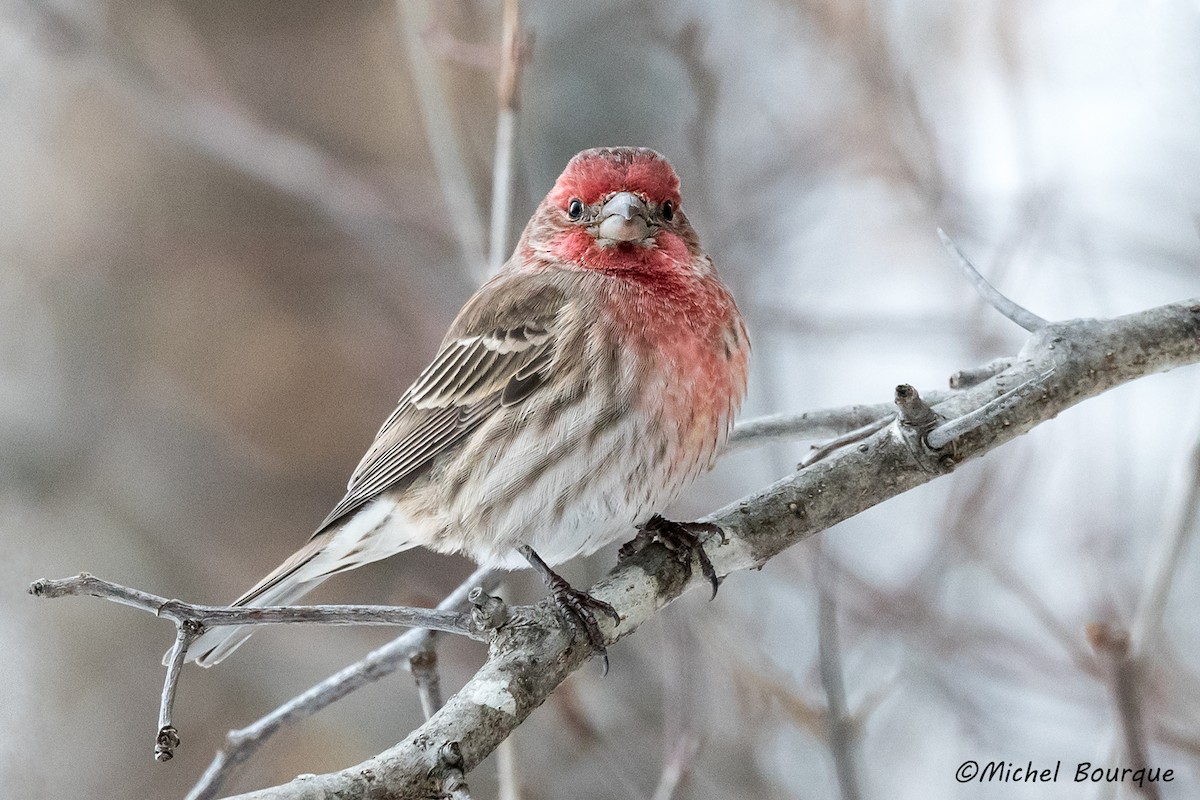House Finch - ML352096291