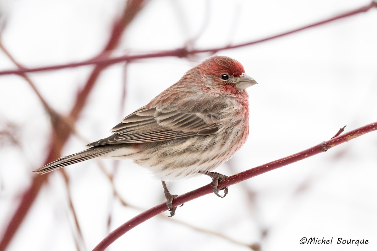 House Finch - ML352096301