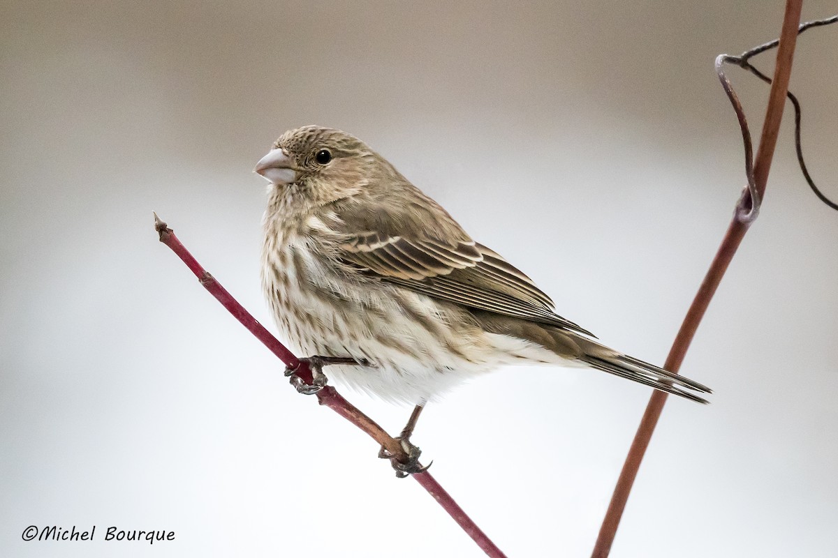 House Finch - ML352096321