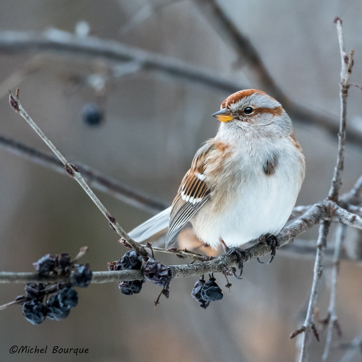 American Tree Sparrow - ML352096471