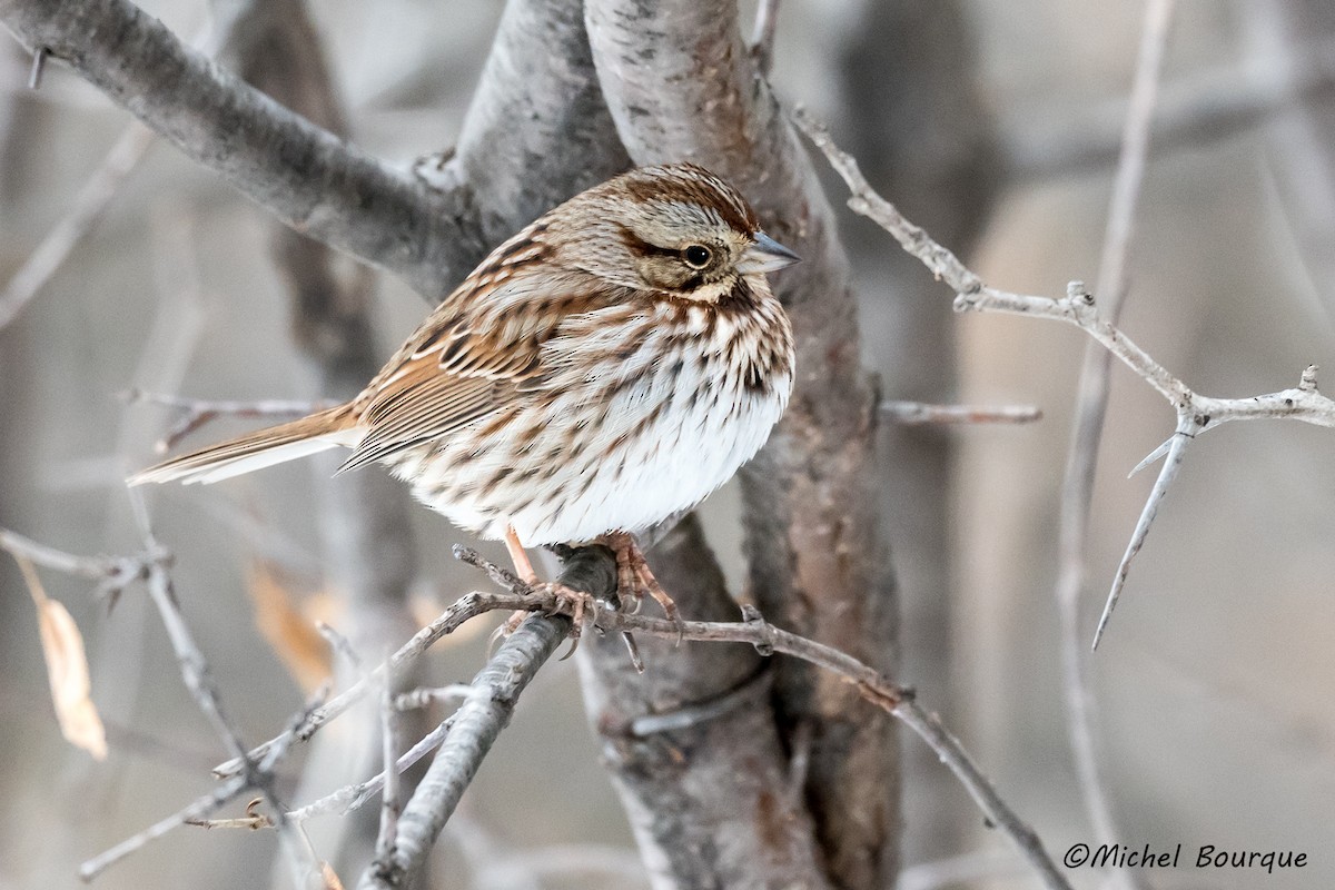 Song Sparrow - ML352096481