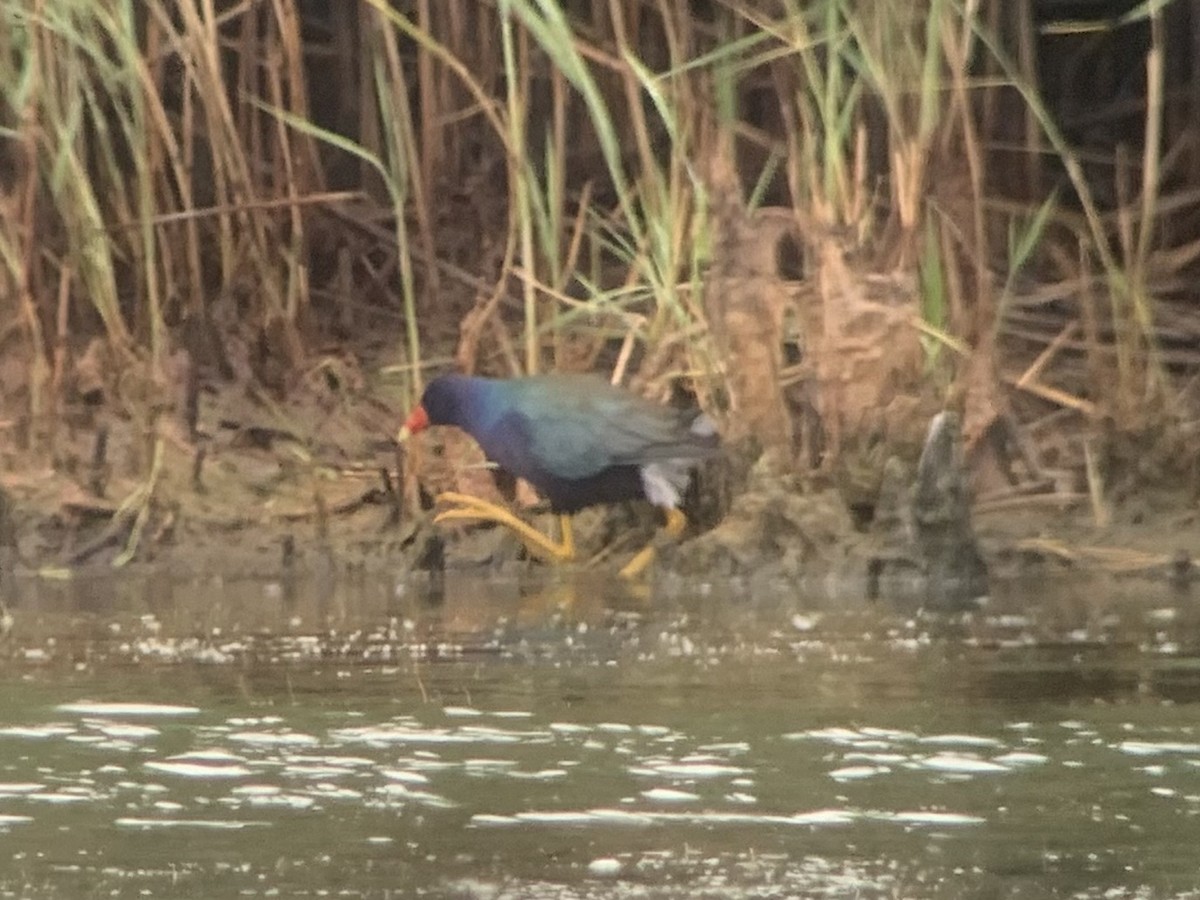Purple Gallinule - ML352097151