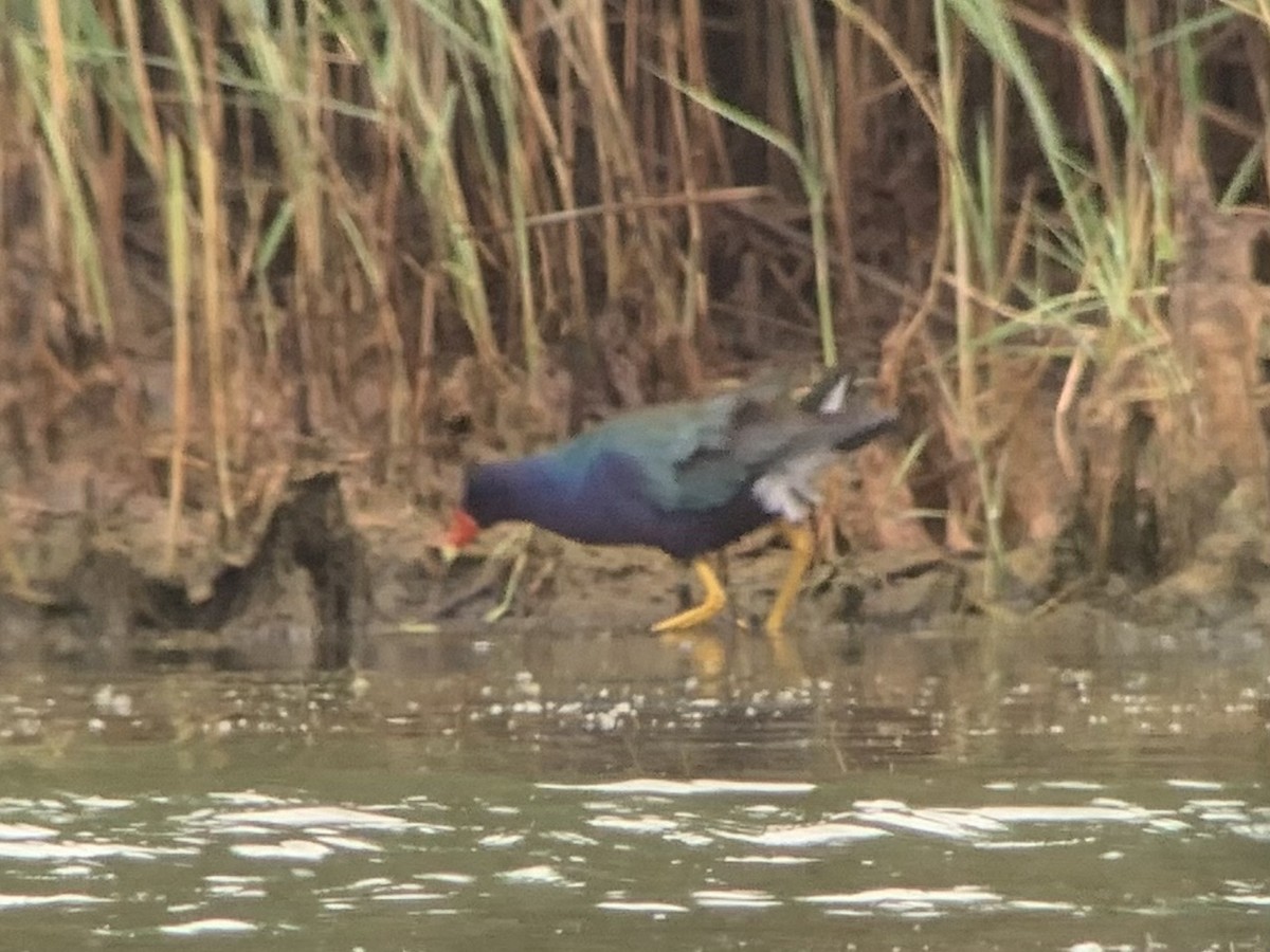 Purple Gallinule - ML352097161
