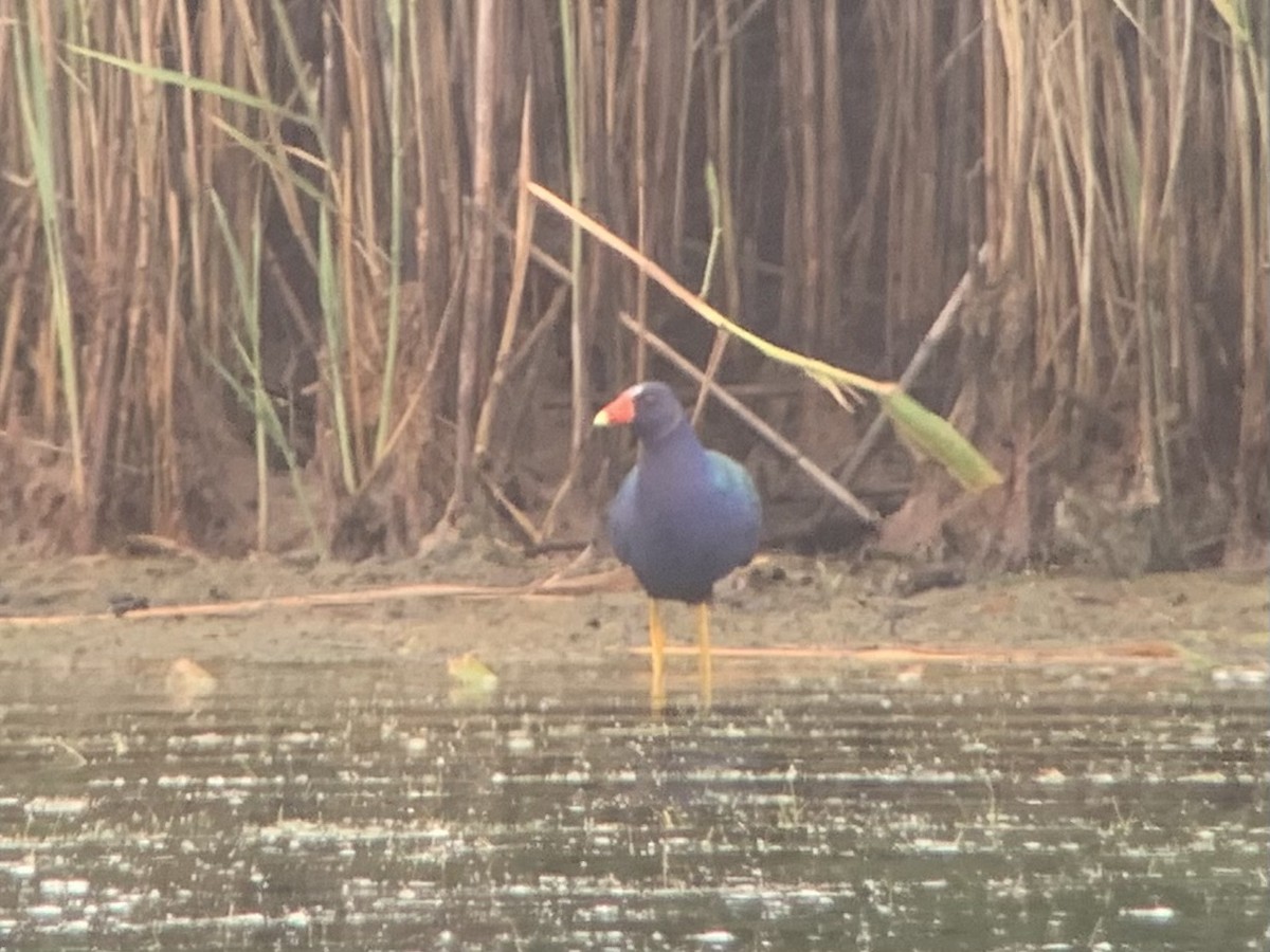 Purple Gallinule - ML352097171