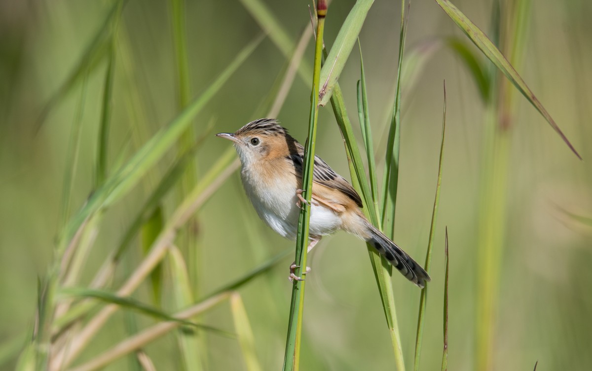 Golden-headed Cisticola - ML352097411