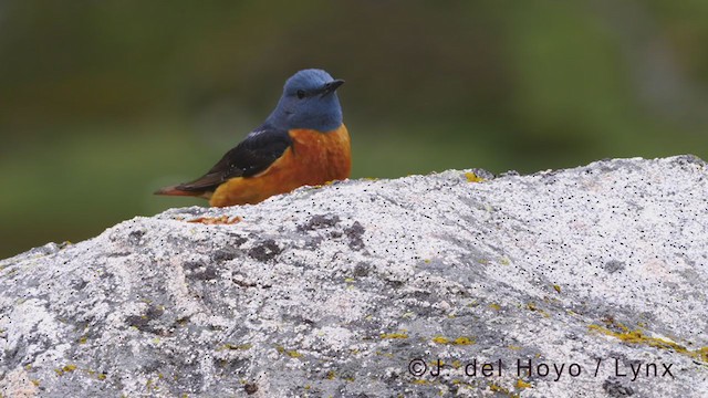 Rufous-tailed Rock-Thrush - ML352097501