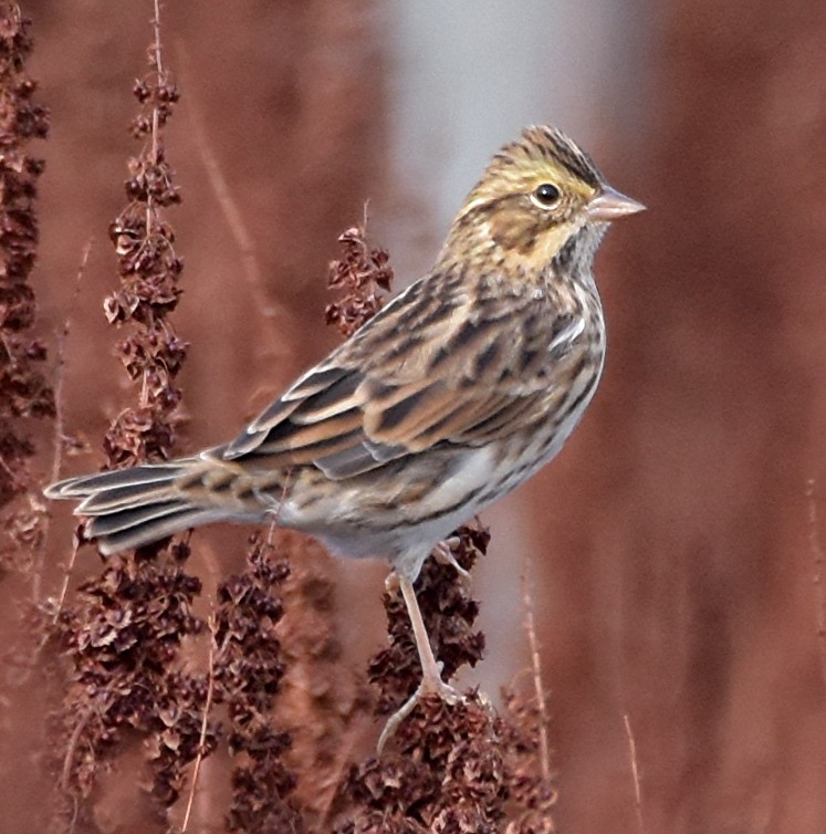 Savannah Sparrow - ML35209761