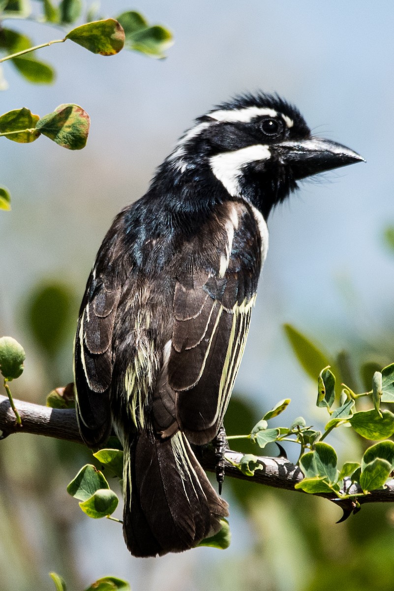 Spot-flanked Barbet - ML352097741