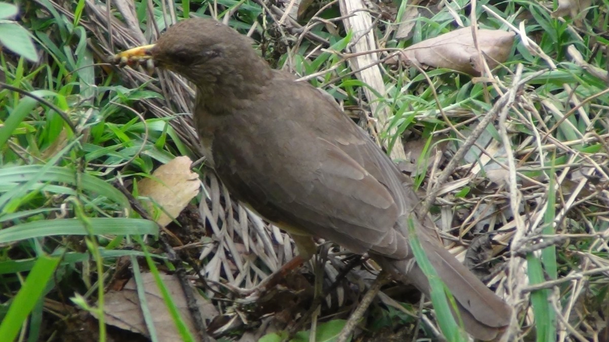 African Thrush - Christopher Rustay