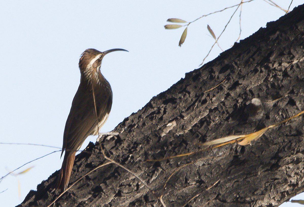 Scimitar-billed Woodcreeper - Williams Daniel Nuñez