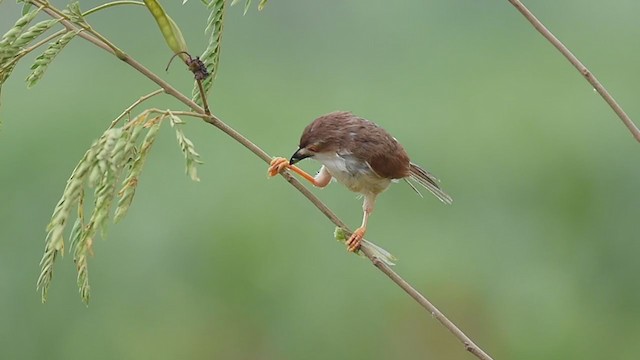 Yellow-eyed Babbler - ML352100881