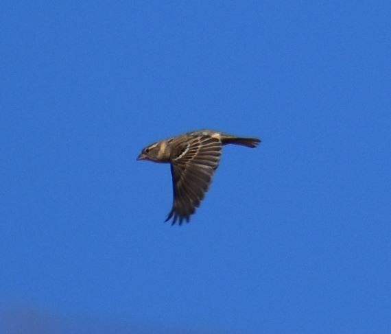 House Sparrow - ML352101821