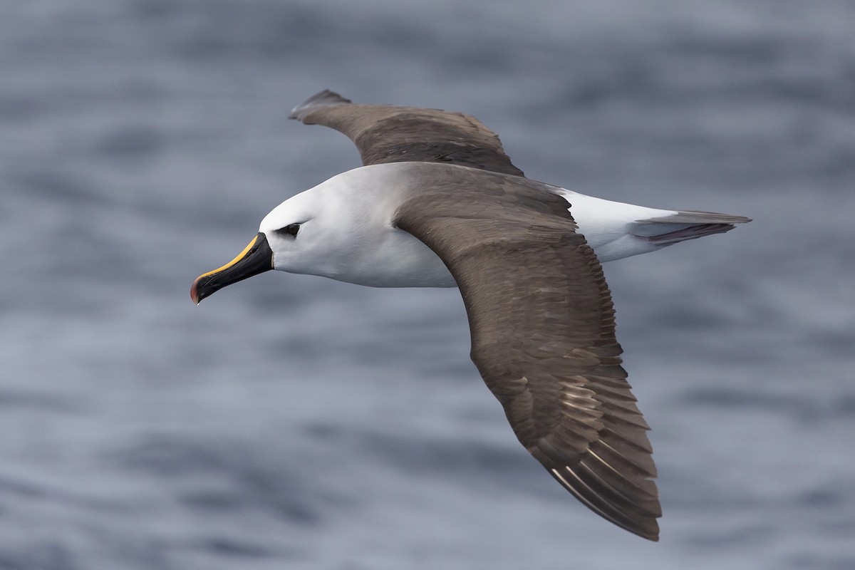 Atlantic Yellow-nosed Albatross - Daniel Mantle
