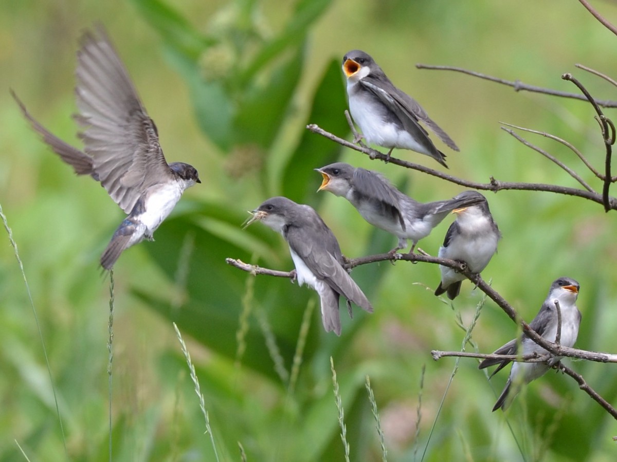 Tree Swallow - ML352105291