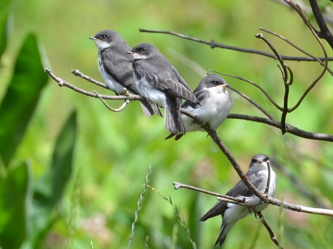 Tree Swallow - ML352105301