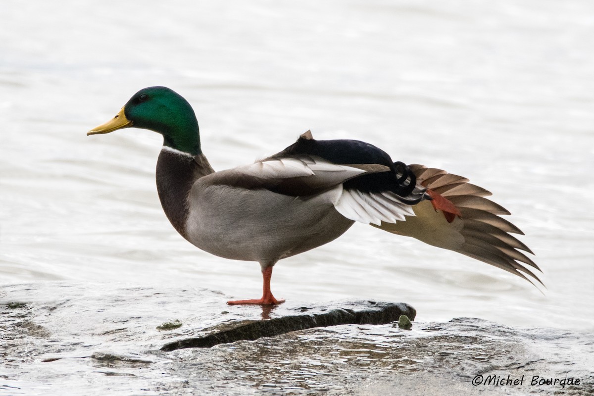 Mallard - ML352105741