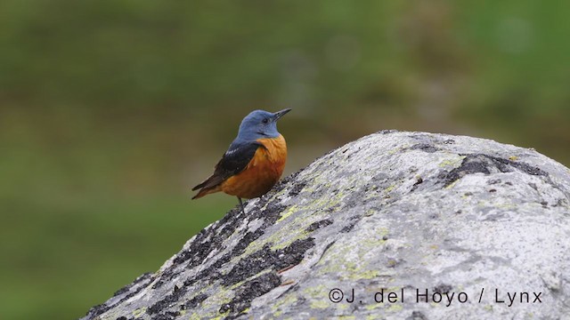 Rufous-tailed Rock-Thrush - ML352106081