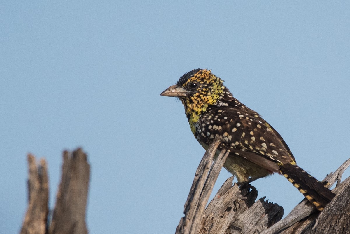 vousáček východoafrický - ML352107231