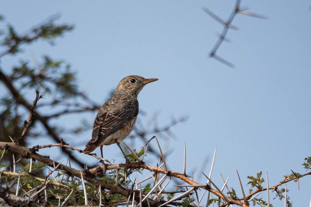 skalník zpěvný - ML352107311