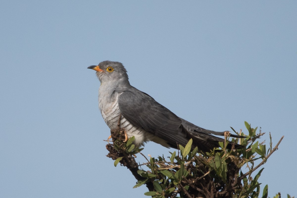 African Cuckoo - ML352107351