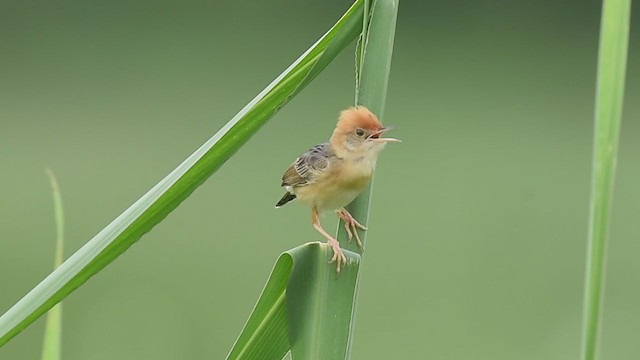 黃頭扇尾鶯 - ML352107821