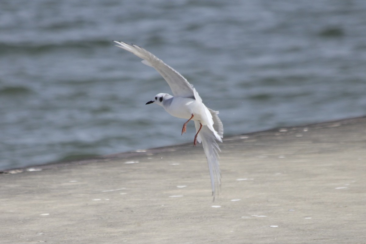 Bonaparte's Gull - ML35210881