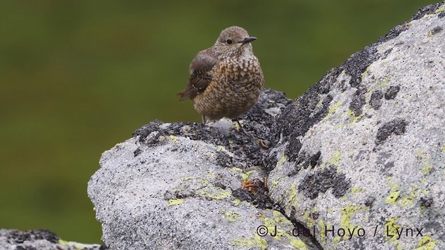 Rufous-tailed Rock-Thrush - ML352108891