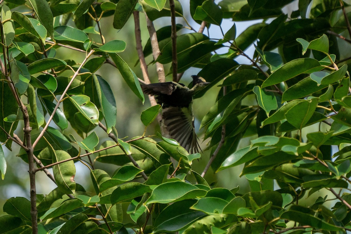 Heart-spotted Woodpecker - ML352109381