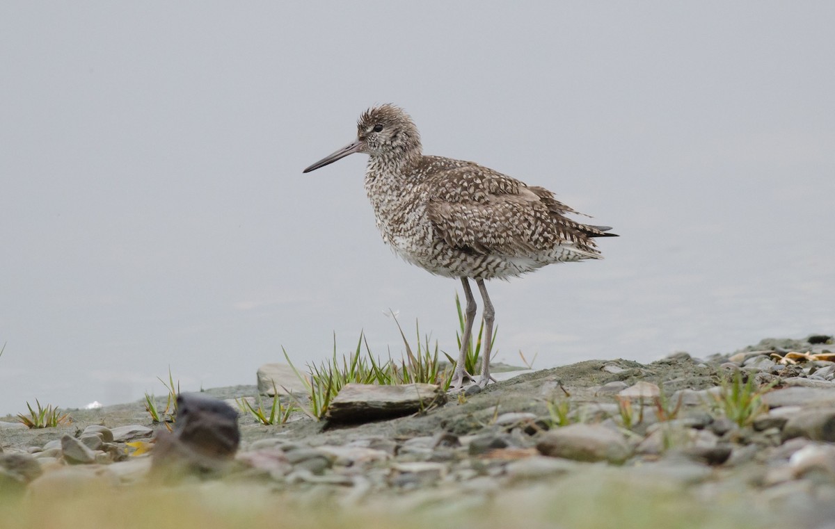 willetsnipe - ML352109831
