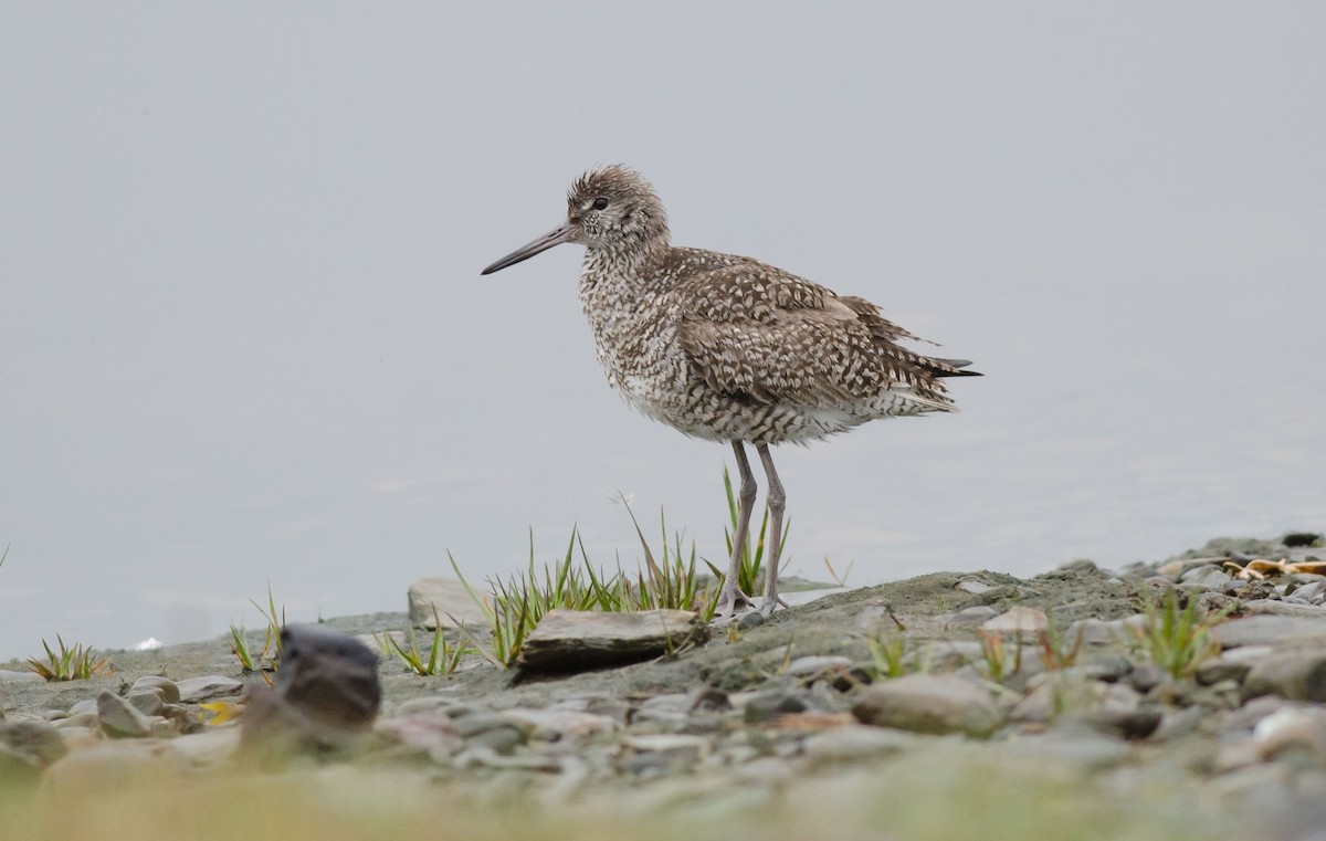 Willet - ML352109831