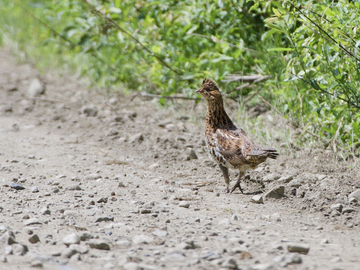 Ruffed Grouse - ML352110451