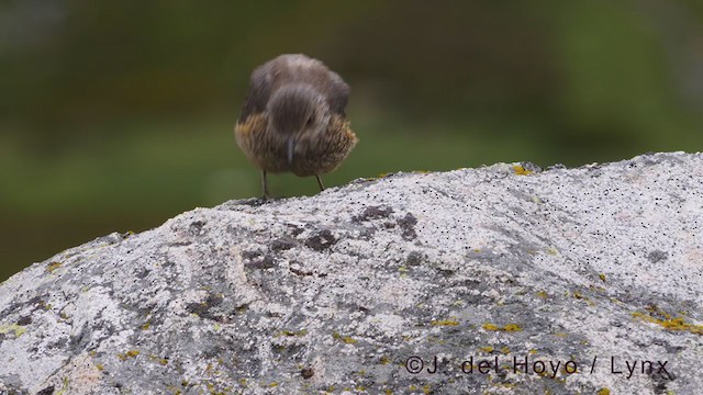 Rufous-tailed Rock-Thrush - ML352110771