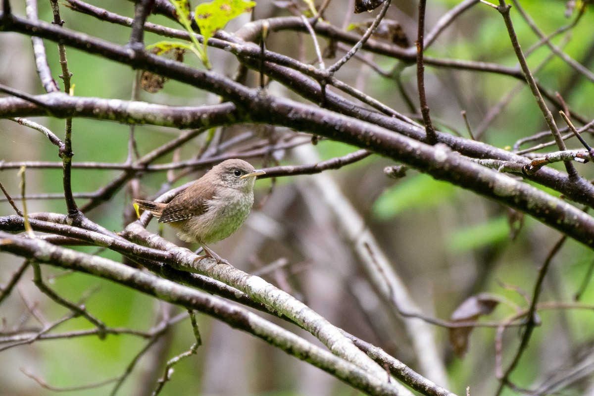 House Wren - ML352110901