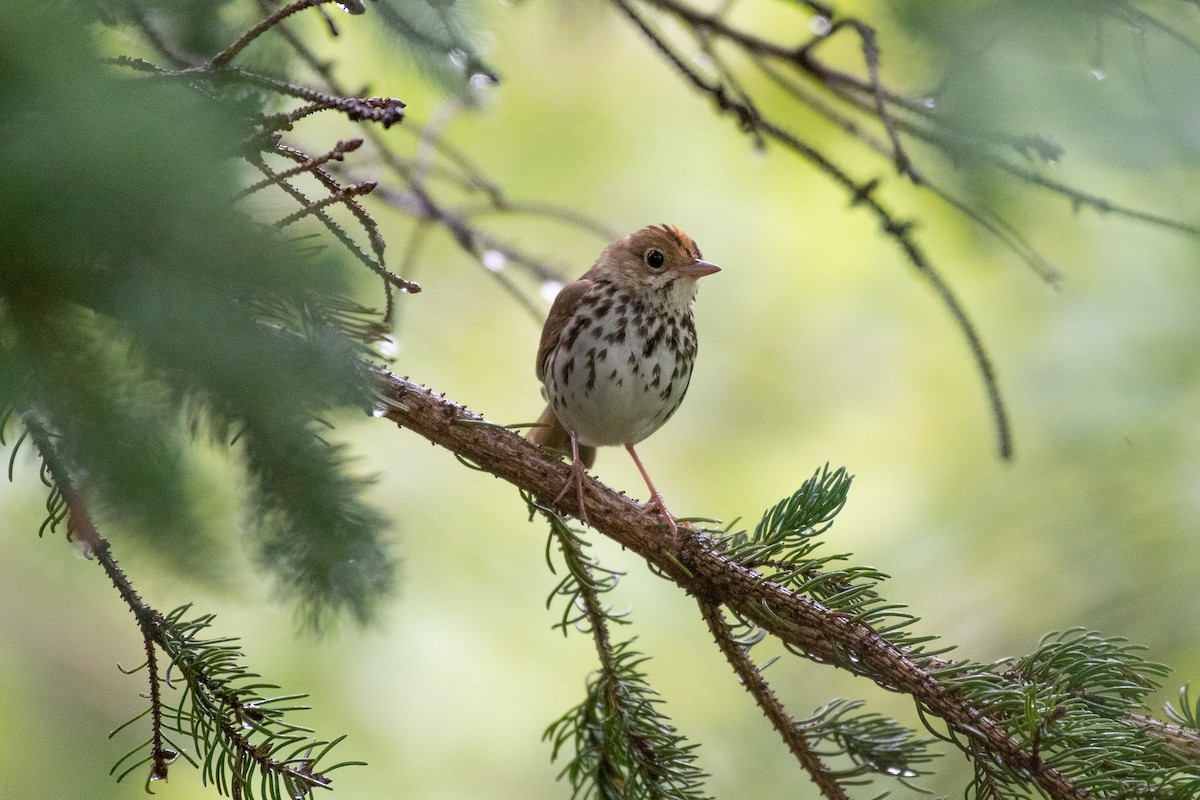 Ovenbird - ML352110961