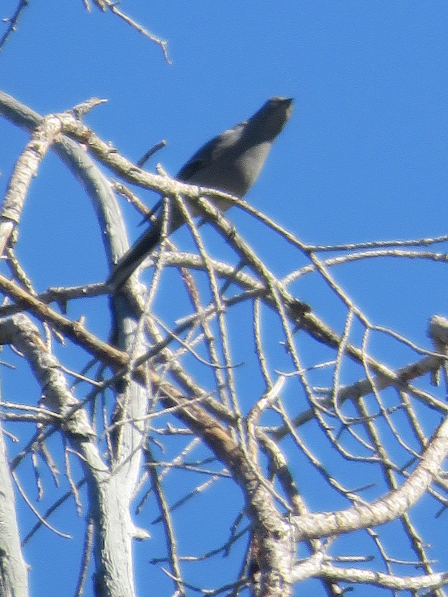 Townsend's Solitaire - ML35211171