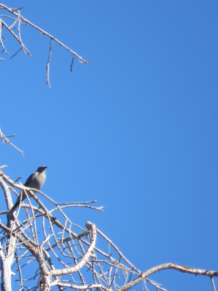 Townsend's Solitaire - ML35211191