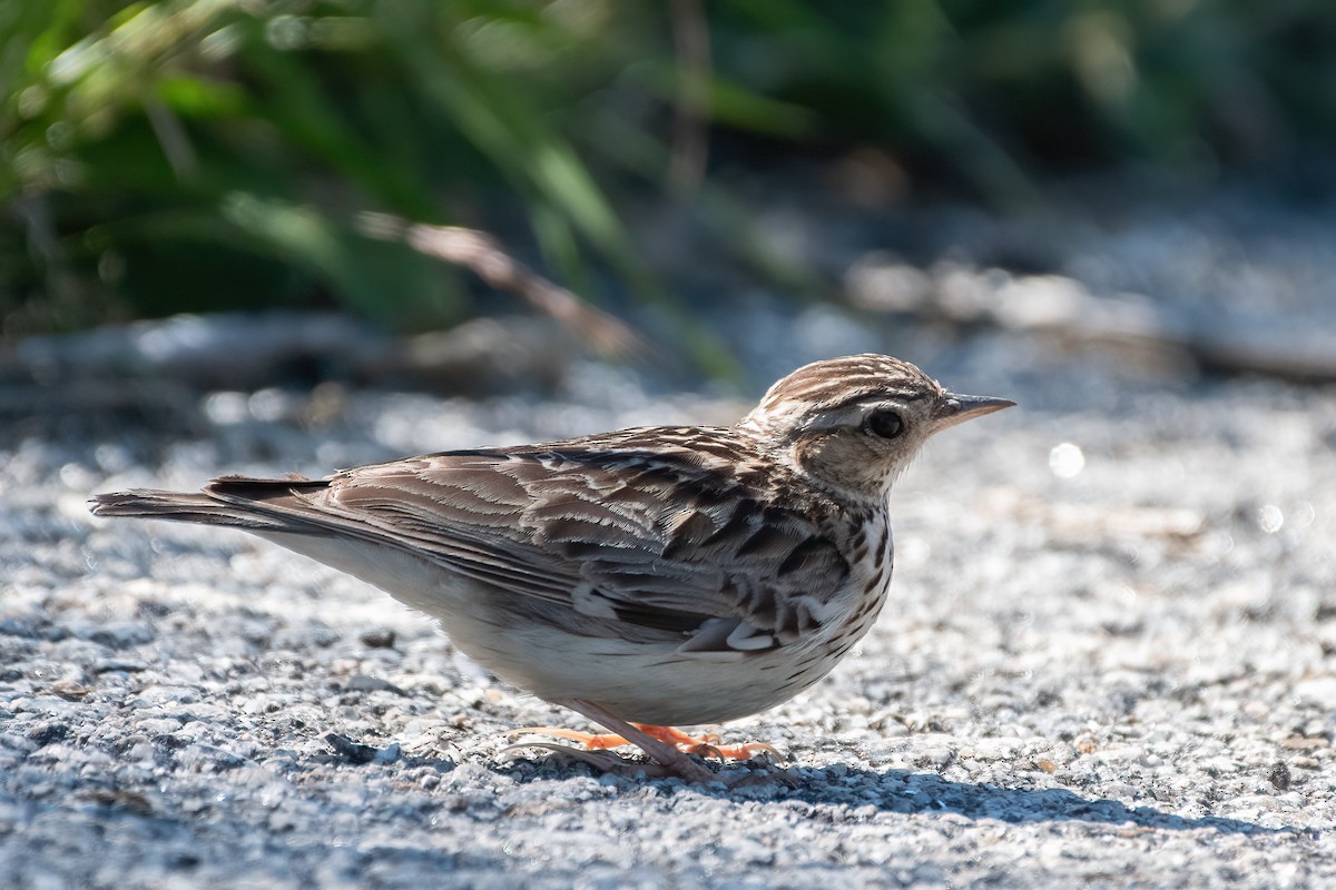 Wood Lark - ML352113041