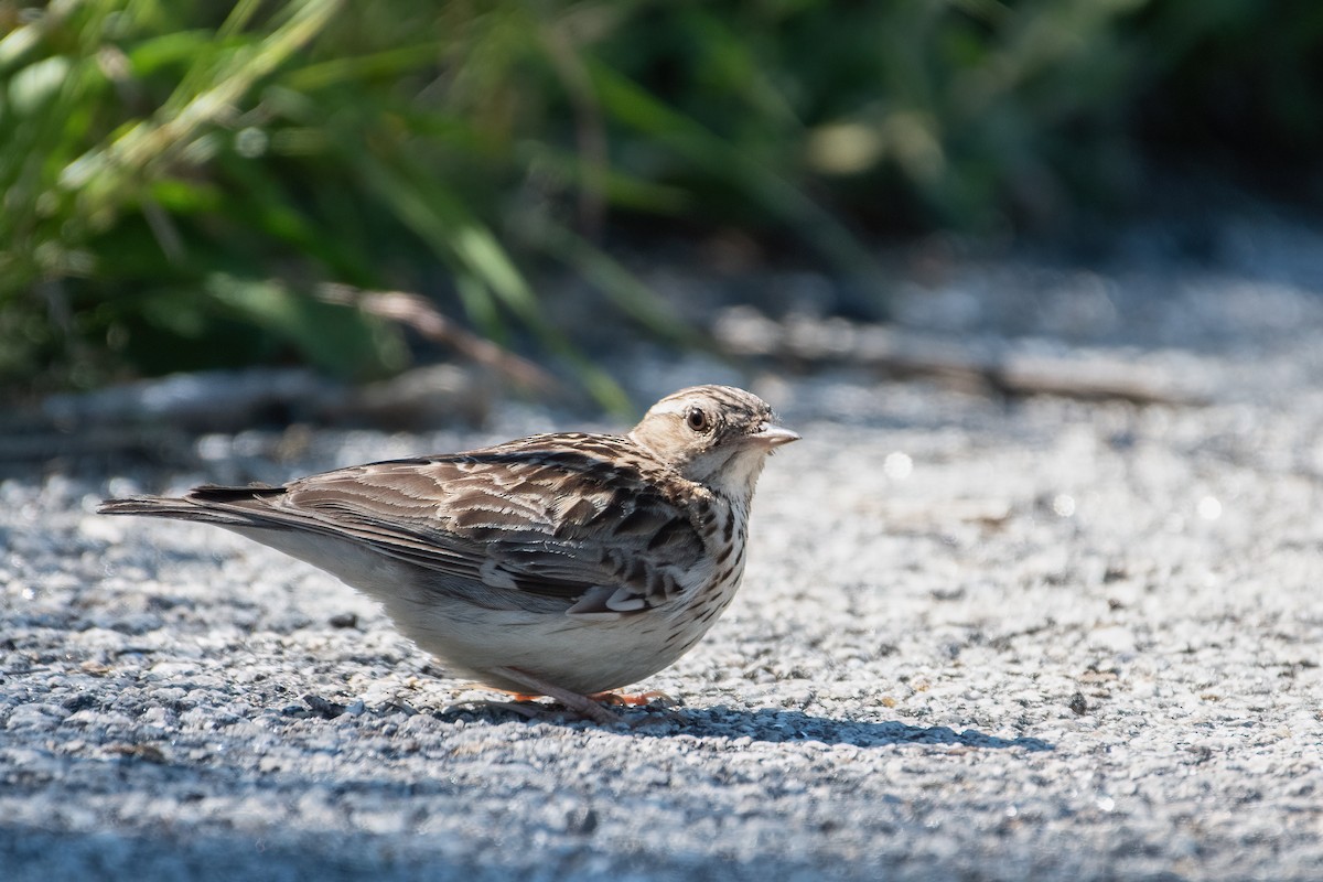 Wood Lark - ML352113061