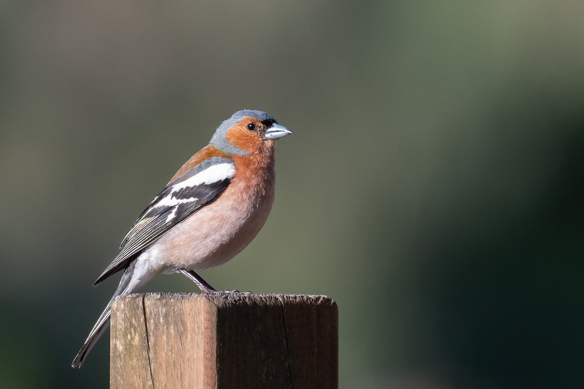 Common Chaffinch - Ana Amaral