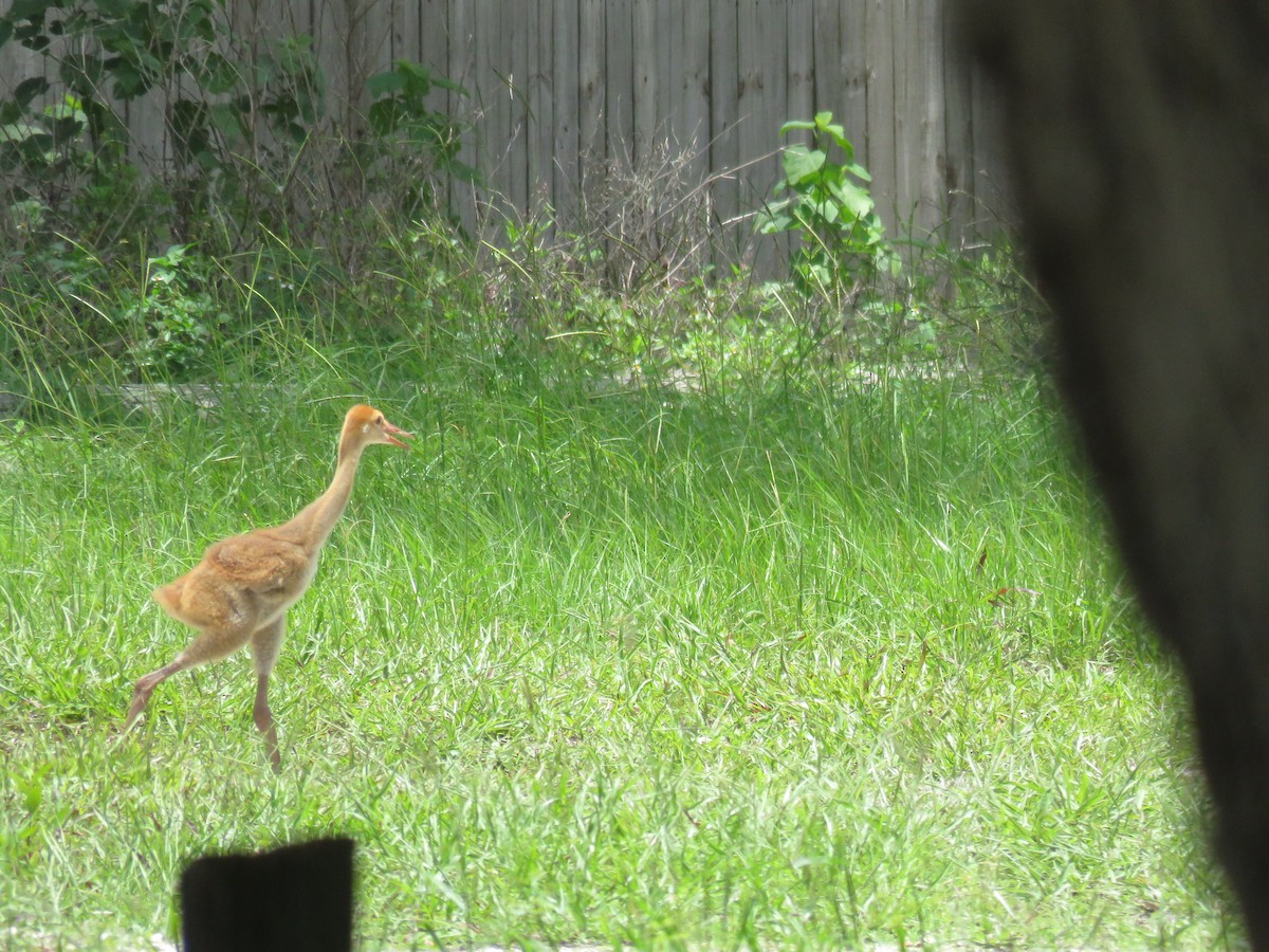 Sandhill Crane - ML352114851