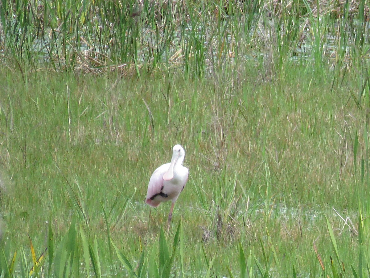 Roseate Spoonbill - ML352115041