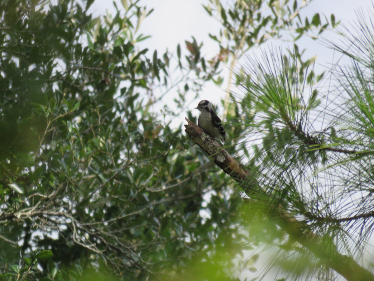 Downy Woodpecker - ML352115251